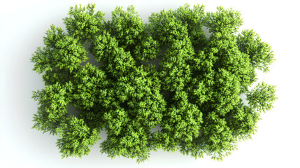 new zealand hair sedge trees shape top view cut out white