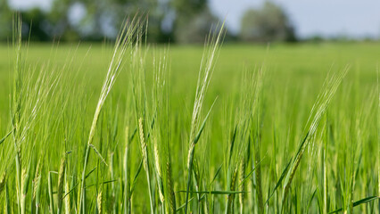 Wall Mural - Young Wheat ears illuminated by sunlight. Gorgeous shape of the Wheat spikes. concept of a good harvest in an agricultural field. green spikelets. rye, close-up. green natural background