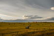© Cavan - Hay bales in a golden field in the foothills of Alberta, Canada