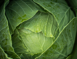Wall Mural - green cabbage head as background.