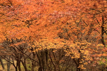 Wall Mural - The autumn leaves are beautiful.