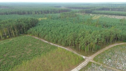 Poster - Green forest landscape under cloudy sky