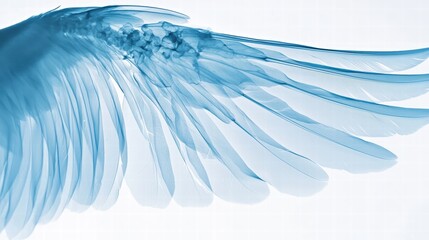 Poster - Ethereal Blue Wing with Delicate Feathers on White Background