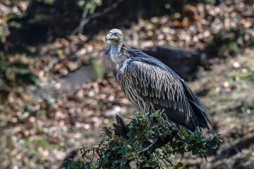 Wall Mural - Vulture perched in forest