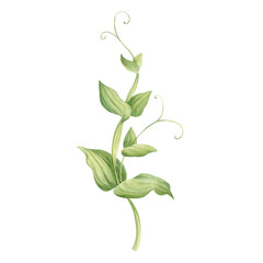 Pea plant, stem with leaves watercolor illustration hand drawn