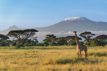 giraffe on african savanna against mount kilimanjaro