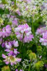 Wall Mural - the flowers of Securigera varia - crownvetch, purple crown vetch