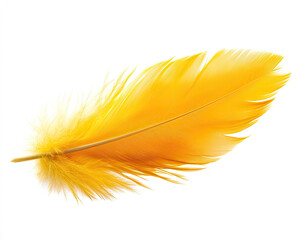 Vibrant yellow feather on a white isolated background.