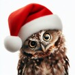© Владимир Стеблев - funny owl with tilted head in santa claus hat on white isolated background
