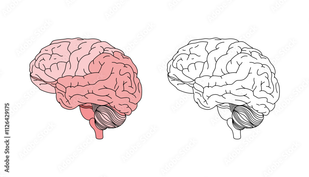 Anatomical Brain Illustration in Color and Outline Style, Medical and ...