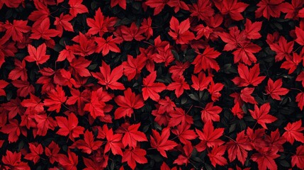 Poster - Red maple leaves pattern in autumn isolated on a dark background showcasing vibrant colors and textures for seasonal design and decoration.