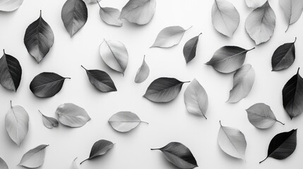 Poster - monochromatic arrangement of various leaves on a light background highlighting texture and shape in 