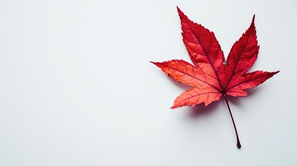 Poster - Red leaf texture on a white background showcasing nature's beauty and autumn colors in a minimalist style