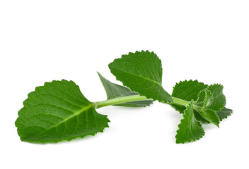 Sticker - Mint twig isolated on a white background, top-down