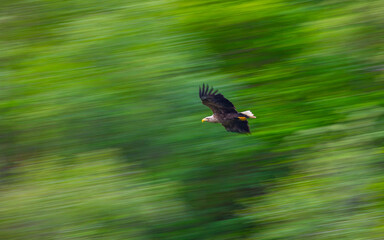 Wall Mural - Eagle in flight with green background 