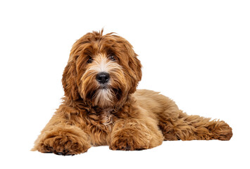 Poster - Adorable young labradoodle dog pup with white spots, laying down side ways. Looking towards camera. Isolated cutout on a transparent background.
