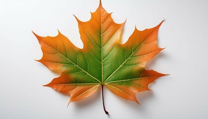 Wall Mural - an orange and green maple leaf isolated on white background is what catches the eye