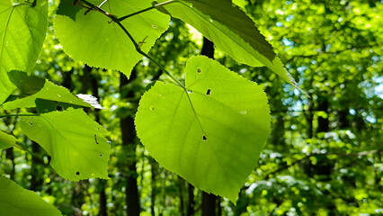 branches of linden tree with spring green leaves close up