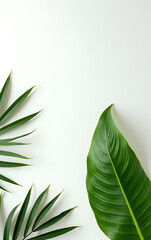 Poster - Tropical leaves create a natural background when placed on a flat white surface against a botanical concept._00001_