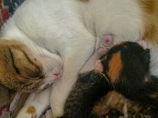 Mother cat breastfeeding her kittens