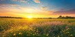 © Gular - Stunning view of a field at sunset, showcasing vibrant flowers that create a beautiful scene. This captivating field in sunset highlights the beauty of nature s floral landscape.