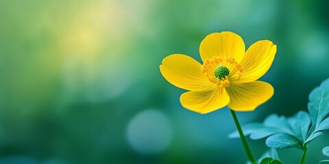 Poster - Vibrant yellow flower stands out against a soft, blurred green background, highlighting the beauty and intricacy of the yellow flower in nature s colorful palette.