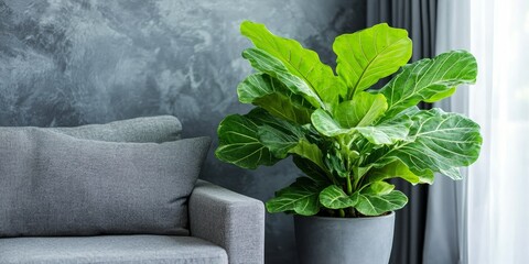 Poster - Green leafy plant in a pot placed next to a cozy sofa, creating a lush and inviting atmosphere, enhancing the natural beauty with its vibrant green leaves beside the comfortable sofa.