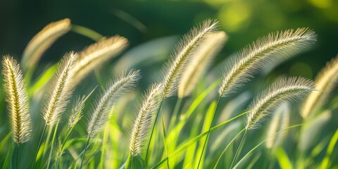 Poster - Close up view of spikelets on vibrant green grass during summer, showcasing the beauty of spikelets and the lushness of grass in a warm seasonal landscape.