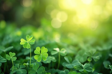 Canvas Print - Field of green grass with two clovers in the foreground. The clovers are green and have three leaves