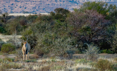 common eland (taurotragus oryx) in mokola national park stands in a plain beneath the koppieveld.