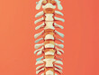 © Cathynew - detailed illustration of human spine against vibrant background, showcasing vertebrae and their structure, ideal for medical diagnostics and educational purposes