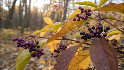 Poster - A cluster of dark purple berries hanging from a branch with autumn leaves in the background.