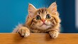 © Koh's Smart - A small fluffy feline with big round eyes and a pink nose peers curiously over the edge of a wooden table, its ears perked up and whiskers twitching in excitement