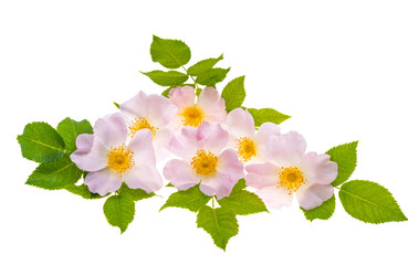 Wall Mural - rose hip isolated