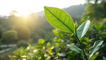 Aufkleber - A single green leaf backlit by the sun with a soft blurry background of lush greenery.