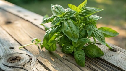 Poster - Fresh Basil Leaves on a Weathered Wooden Surface, Captured in the Warm Glow of Sunset Light