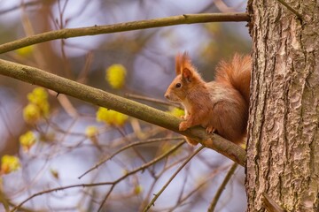 Poster - A cute european red squirrel sits on a tree.  Sciurus vulgaris