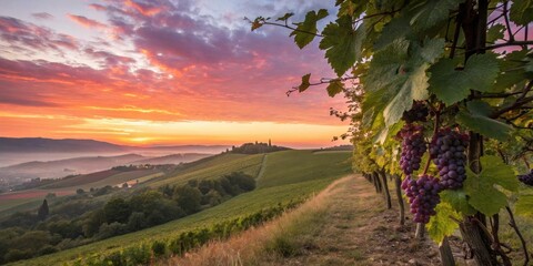 Poster - A picturesque vineyard bathed in the warm hues of a breathtaking sunset, with rows of grapevines laden with plump, ripe fruit