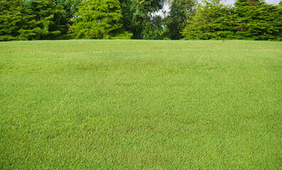 Wall Mural - green grass field