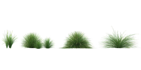 Poster - set of Festuca grass on transparent background