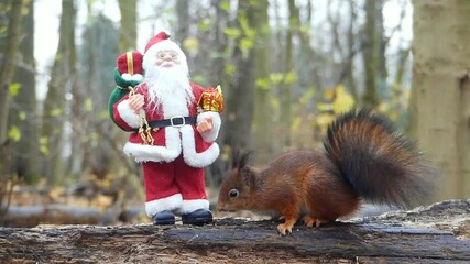 Wall Mural - squirrel eating nut