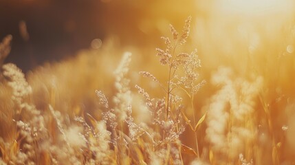 Poster - autumn landscape with golden cornfield and dried grass illuminated by warm sunlight close-up shallow depth of field rustic harvest theme
