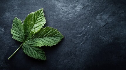 Aufkleber - Green black currant leaf on a dark stone background showcasing nature's vibrant textures and colors for culinary or natural product themes.