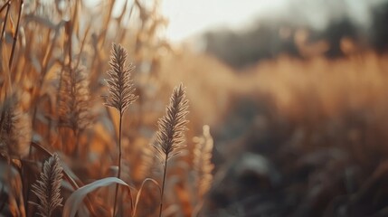 Poster - Autumn landscape featuring dried corn in a field with a soft focus creating a warm and inviting harvest atmosphere.