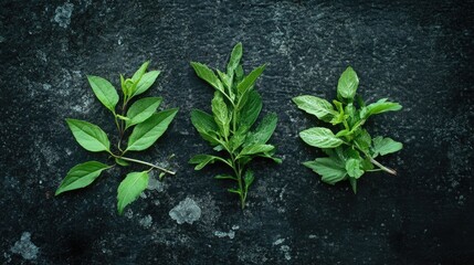 Aufkleber - Fresh Asian herbs arranged on a dark stone background showcasing culinary uses and vibrant colors for food preparation and cooking concepts.