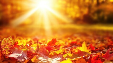 Poster - Vibrant autumn leaves illuminated by sunlight creating a warm and inviting forest atmosphere displaying nature's seasonal beauty