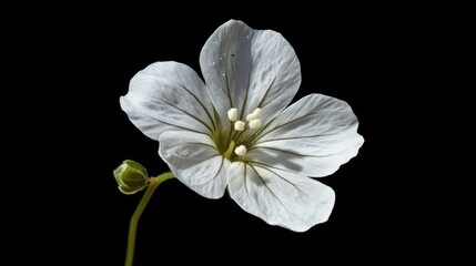 Aufkleber - Gypsophila Muralis Flower Closeup on Black Background Showcasing Delicate White Petals and Unique Floral Structure