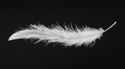 Aufkleber - Delicate white bird feather gracefully floating against a sleek black background showcasing its intricate details and textures