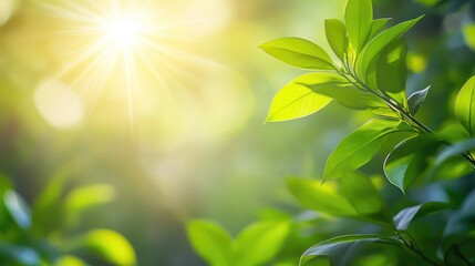 Poster - Lush green foliage with soft focus background and bright sunlight rays radiating from the center creating a serene nature ambiance