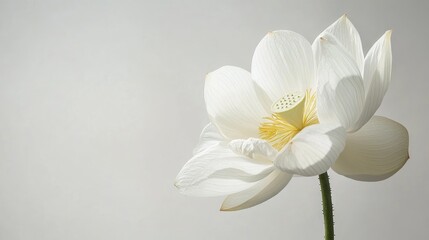 Aufkleber - Elegant white Lotus flower in soft lighting against a minimalistic white background showcasing delicate petals and serene beauty.